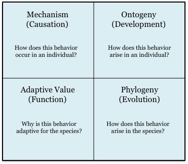 index-tinbergen 4 questions