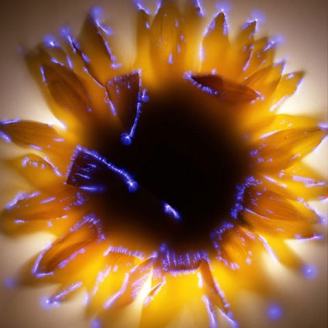 kirlian flor girasol