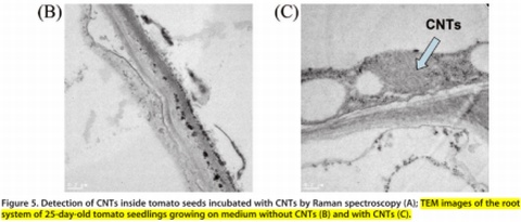 nanotubo-raiz tomateiro
