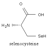 selenocisteina.png