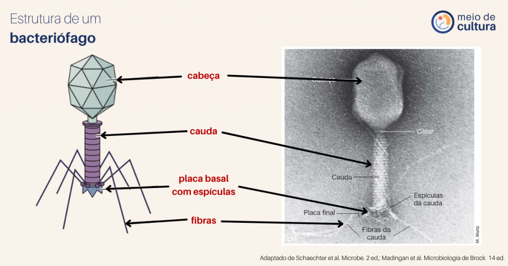 Título: Estrutura de um bacteriófago

Figura esquemática e micrografia eletrônica de um bacteriófago. Observa-se uma estrutura robótica, destacando-se as seguintes partes, em sequência: Cabeça (estrutura formada de diversas peças triangulares), cauda (estrutura cilíndrica), placa basal com espiculássemos (um anel localizado ao final da cauda) e fímbrias (estruturas finas que saem da placa basal)

