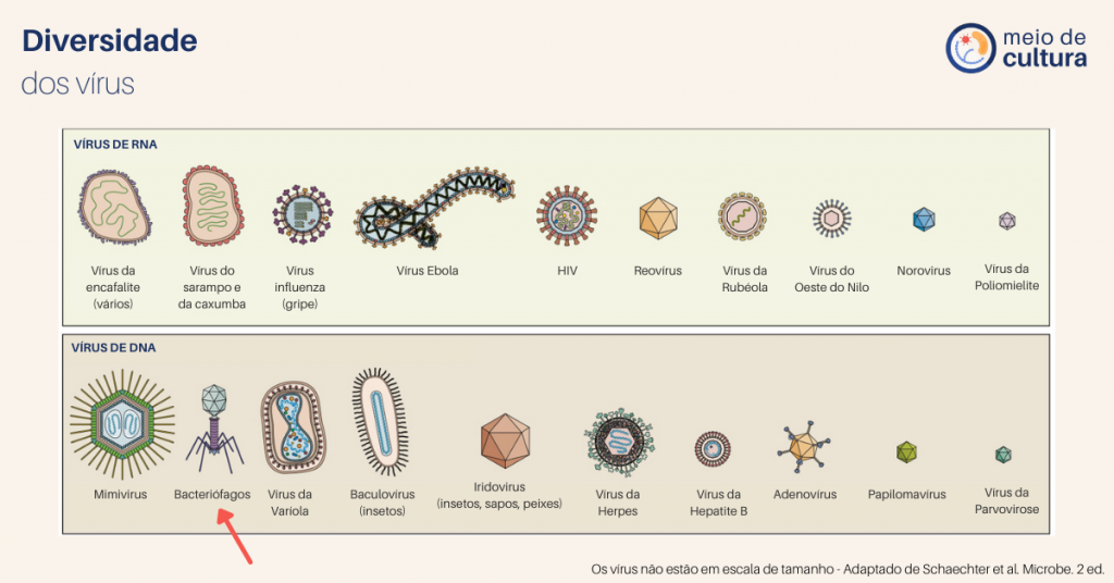 Título: Diversidade dos vírus.
Figura ilustrativa de diversos vírus. Observa-se grande variedade de estruturas e formas.

Vírus de RNA (vírus da encefalite, sarampo, caxumba, influzenza/gripe, ebola, HIV, Reovírus, Rubéola, Oste do Nilo, Norobírus e Poliomielite.

Vírus de DNA: Mimivírus, Bacteriófagos, Varíola, Baculovírus (de insetos), Iridobírus (insetos, sapos e peixes), Herpes, Hepatite B, Adenovírus, Papilomavírus e Parvovirus