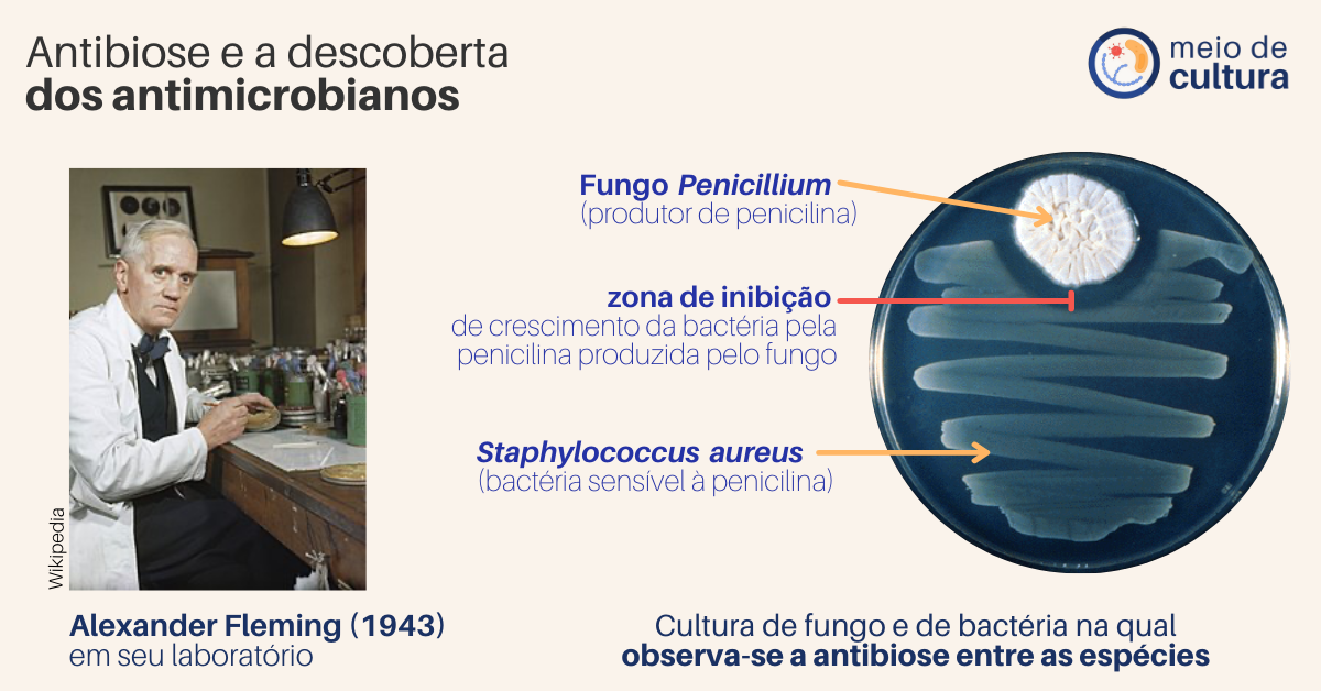 Título: Antibiose e a descoberta dos antimicrobianos

No lado direito a foto de um senhor de cabelos brancos, vestindo jaleco e segurando um placa de Petri. Indica-se que é Alexander Fleming (1943) em seu laboratório.

No lado direito observa-se uma placa de Petri. A legenda: Cultura de fungo e de bactéria na qual observa-se a antibiose entre as espécies. A placa de Petri é observada por cima. Em um dos cantos está uma colônia branca de aspecto cotonoso (parecido com algodão), uma seta indica: fungo Penicillium (produtor de penicilina). Do canto oposto em direção à colônia de fungo, observa-se um zig-zag de cor creme, translúcido. Uma seta indica tratar-se de Staphylococcus aureus, bactéria sensível à penicilina. Ao redor da colônia do fungo, observa-se uma área sem crescimento de bactérias, indica-se essa região como "zona de inibição"de crescimento da bactéria pela penicilina produzida pelo fungo.