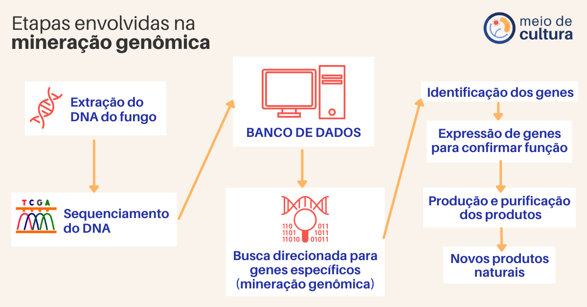 Título: Etapas envolvidas na mineração genômica.

Sequência de etapas interligadas por setas:

Extração do DNA do fungo -> Sequenciamento do DNA -> BANCO DE DADOS -> Busca direcionada para genes específicos (mineração genômica) -> Identificação dos genes -> Expressão de genes para confirmar função -> Produção e purificação dos produtos -> Novos produtos naturais.