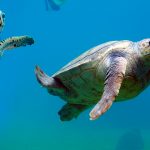 Extinção de espécies aumenta em escala sem precedentes, alerta relatório do IPBES. Foto: Jornal da Unicamp