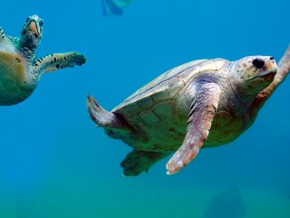 Extinção de espécies aumenta em escala sem precedentes, alerta relatório do IPBES. Foto: Jornal da Unicamp