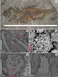 Figura 2 - Osteite, Teleósteo muito abundante na Bacia de Taubaté. 1- Vista geral; 2, 3, 4, e 5 - microfotgorafias obtidas em Microscópio Eletrônico de Varredura (MEV); 2- Costelas; 3- Pirita framboidal associada à preservação dos tecidos; 4 e 5- Escama.