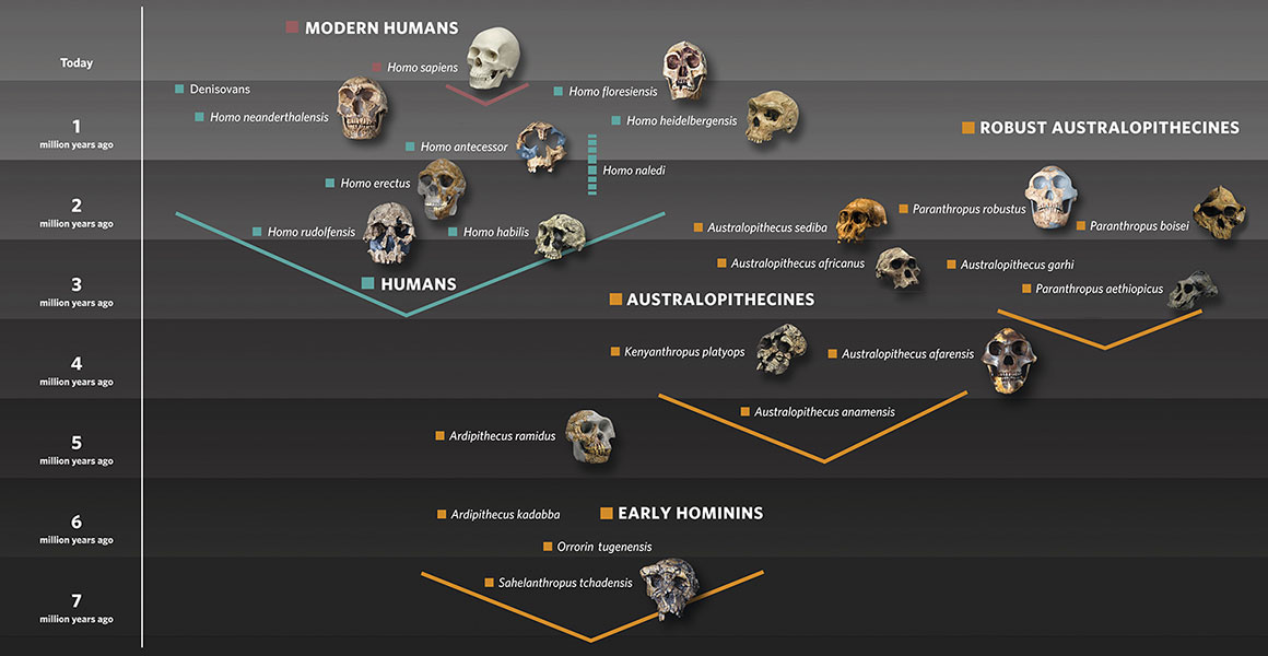 Árvore filogenética dos hominídeos (Museu de História Natural de Londres)