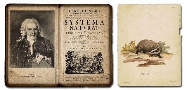 Systema Naturae, de Carlos Lineu (Carolus Linnaeus), no qual as espécies são classificadas hierarquicamente.