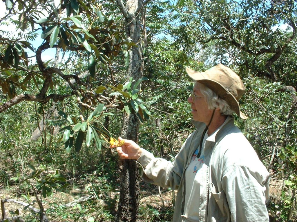 Linda_Caldas_Flor_Campo_ArquivoPessoal