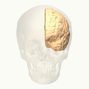 Ilustra o cortex cingulado anterior
