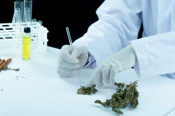 mão com luvas brancas segurando uma pipeta de vidro e cutucando uma inflorescência verde de Cannabis, sobe uma mesa branca.
