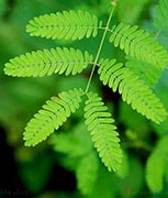 20090701_plants1.jpg