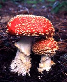 20100823_mushroom.jpg