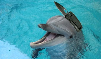 20130315_dolphin