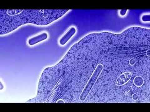 Vídeo didático de bactérias