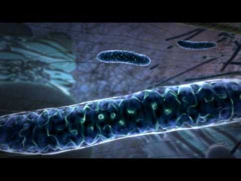 Vídeos fantásticos do funcionamento da célula