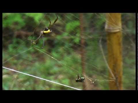 Parasitoides em ação, aranhas sob comando