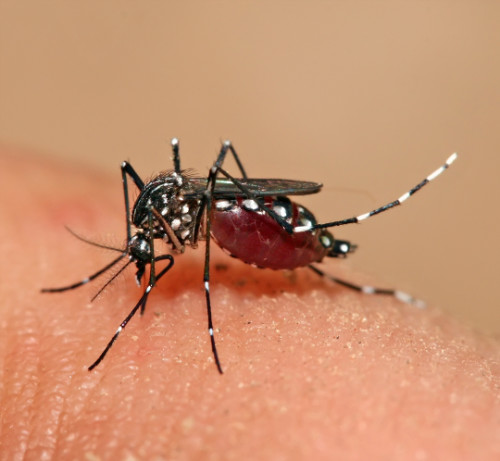 Por que ocorre a dengue hemorrágica