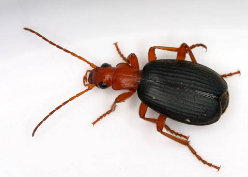 Brachinus_sp.jpg