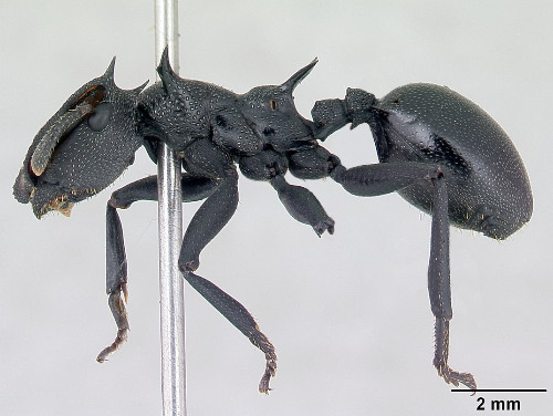 Cephalotes atratus.jpg