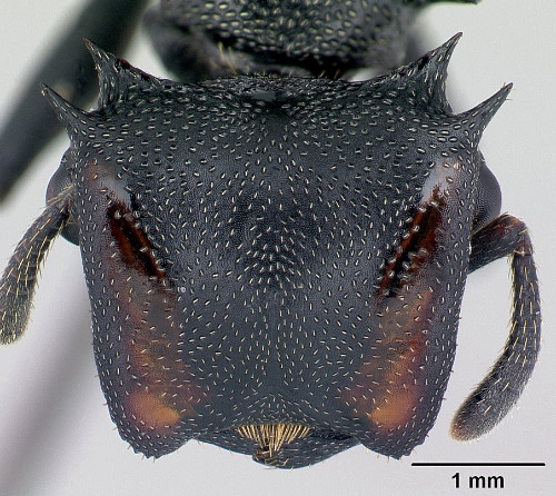 Cephalotes atratus2.jpg