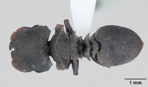 Cephalotes borgmeieri.jpg