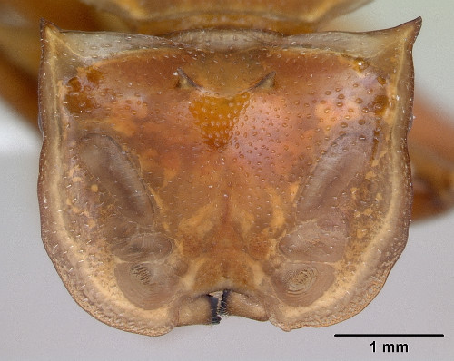 Cephalotes clypeatus2.jpg