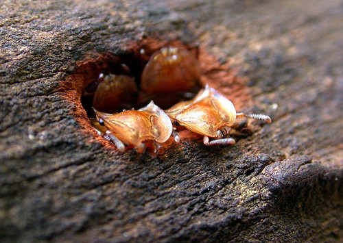 Cephalotes clypeatus3.jpg