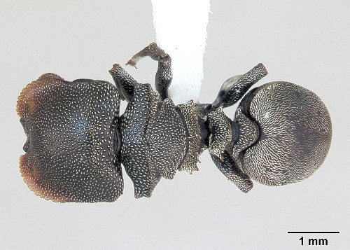 Cephalotes depressus.jpg