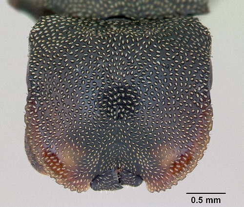 Cephalotes depressus2.jpg