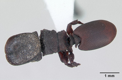 Cephalotes pallidoides.jpg