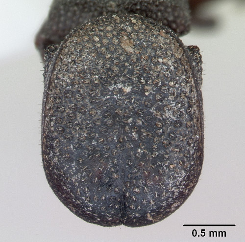 Cephalotes pallidoides2.jpg