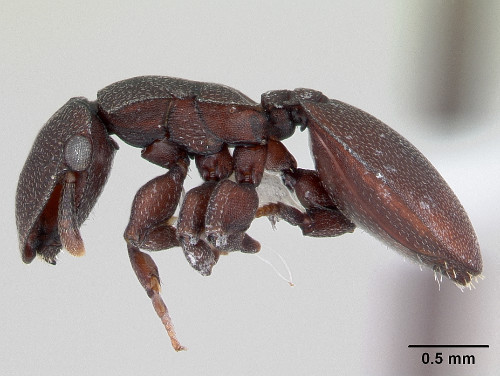 Cephalotes pallidoides3.jpg