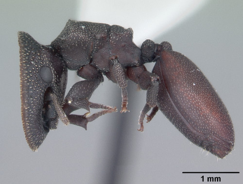 Cephalotes varians.jpg