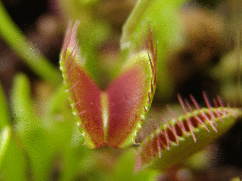 Dionaea_muscipula.gif