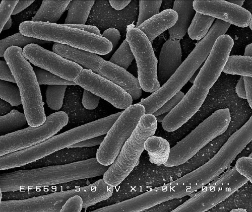 Dos pepinos espanhóis ao genoma nos blogs: E. coli patogênica na Alemanha