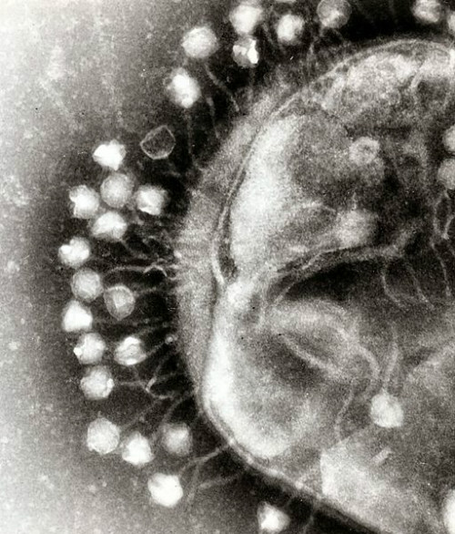 Vírus espalhando resistência a antibióticos no ambiente