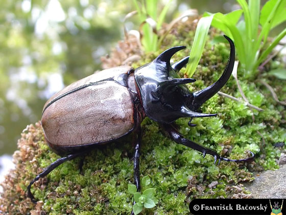 Eupatorus_gracilicornis.jpg