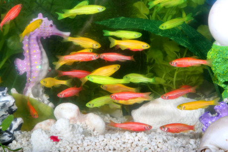 GloFish.jpg