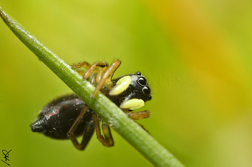 Heliophanus cupreus.jpg