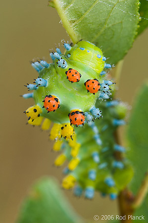 Hyalopora_cecropia.jpg