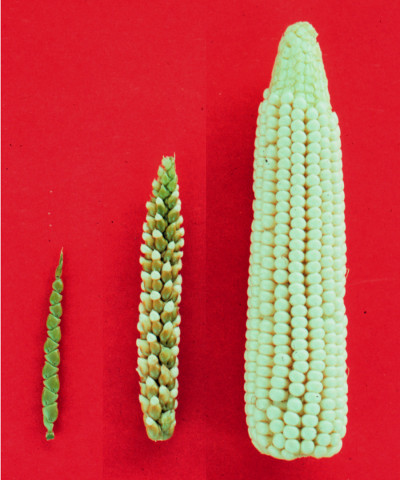 Maize-teosinte.jpg