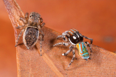 Macho e fêmea de aranha pavão