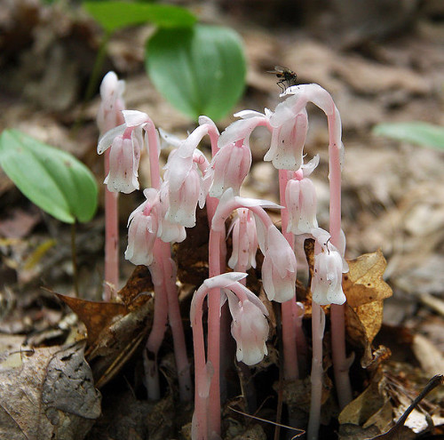 Plantas parasitas