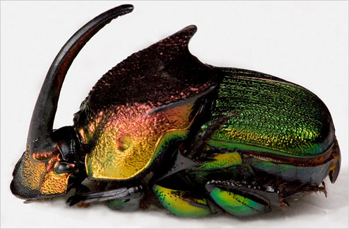 Onthophagus (Proagoderus) lanista.jpg
