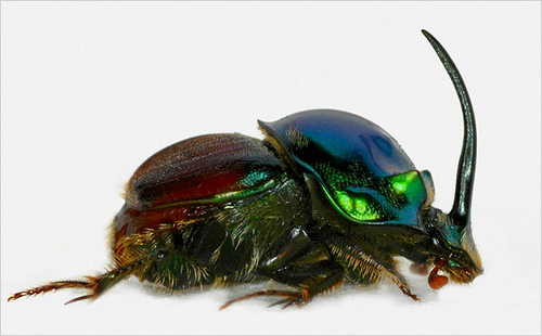 Onthophagus (Proagoderus) tersidorsis.jpg