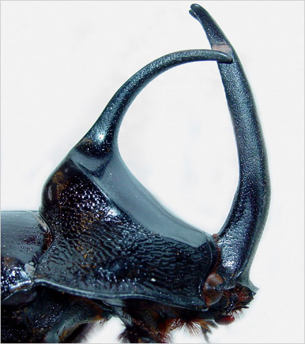 Onthophagus nigriventris.jpg