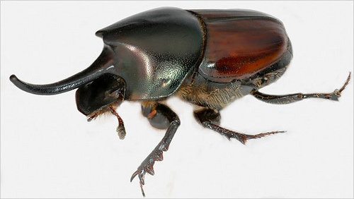 Onthophagus nigriventris 2.jpg