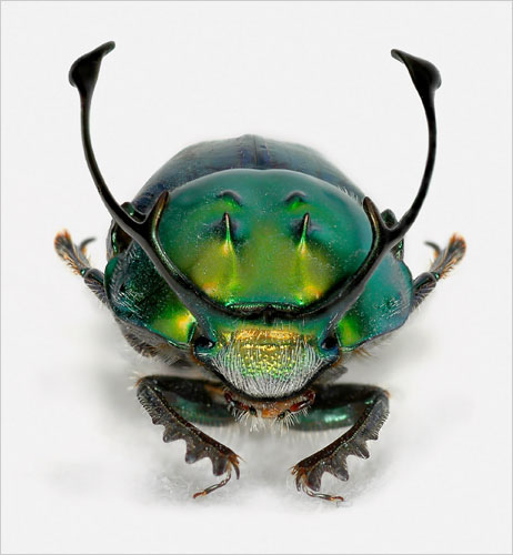 Onthophagus rangifer.jpg